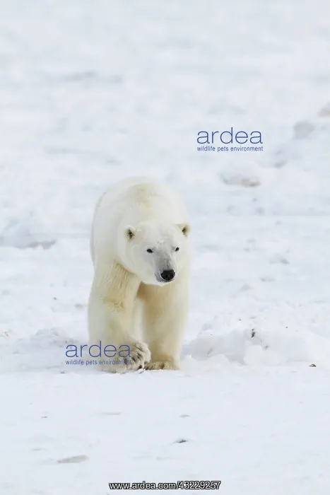 : Polar Bear (Ursus maritimus) Churchill Wildlife : Polar Bear (Ursus maritimus) Churchill Wildlife