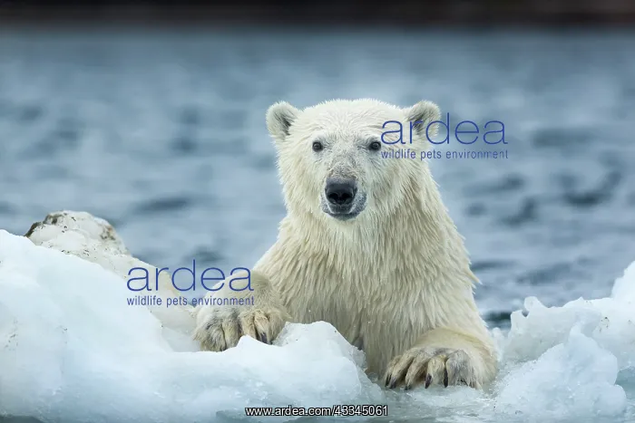 : Polar Bear (Ursus maritimus) climbing onto melting : Polar Bear (Ursus maritimus) climbing onto melting