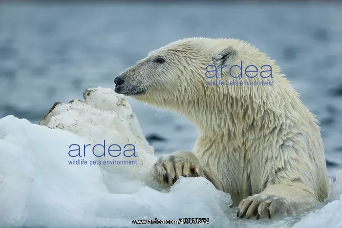 : Polar Bear (Ursus maritimus) climbing onto melting : Polar Bear (Ursus maritimus) climbing onto melting