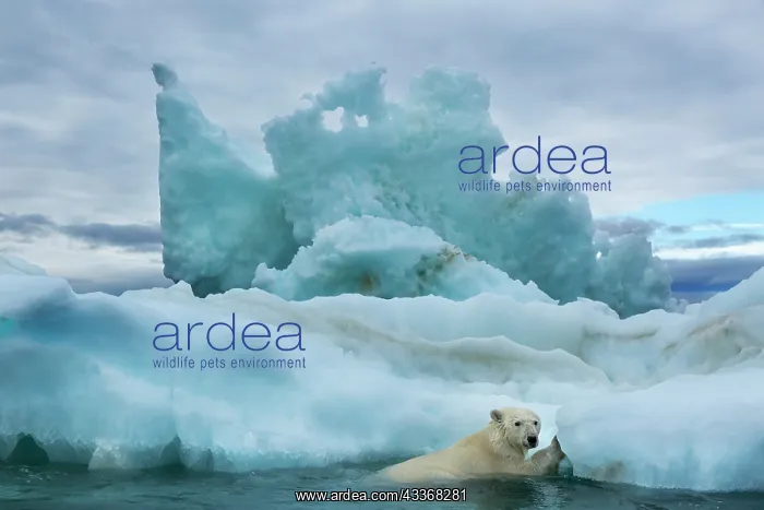 : Polar Bear (Ursus maritimus) climbing onto melting : Polar Bear (Ursus maritimus) climbing onto melting