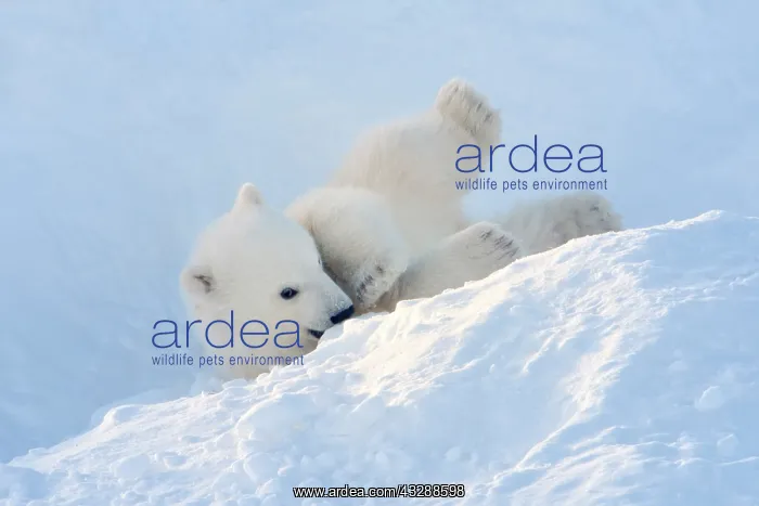  : Polar bear (Ursus maritimus) cub coming out den