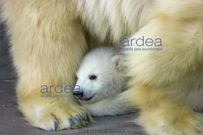 : Polar Bear (Ursus maritimus) cub hiding behind its : Polar Bear (Ursus maritimus) cub hiding behind its