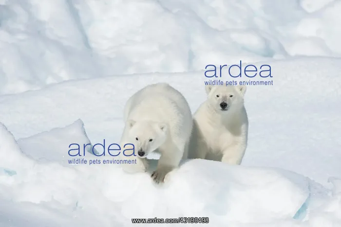 : Polar bear (Ursus maritimus), Two Cubs, North East : Polar bear (Ursus maritimus), Two Cubs, North East