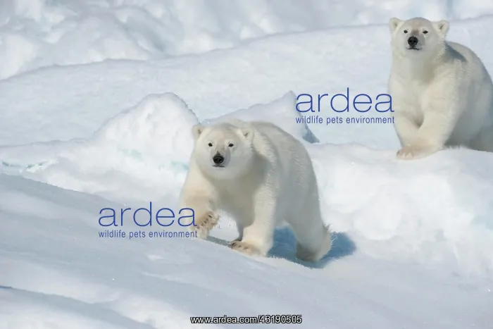 : Polar bear (Ursus maritimus), Two Cubs, North East : Polar bear (Ursus maritimus), Two Cubs, North East