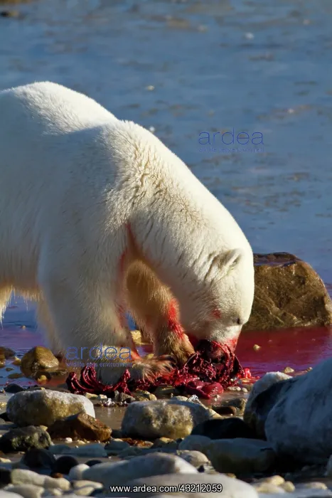 : Polar bear (Ursus maritimus) eating Ringed : Polar bear (Ursus maritimus) eating Ringed