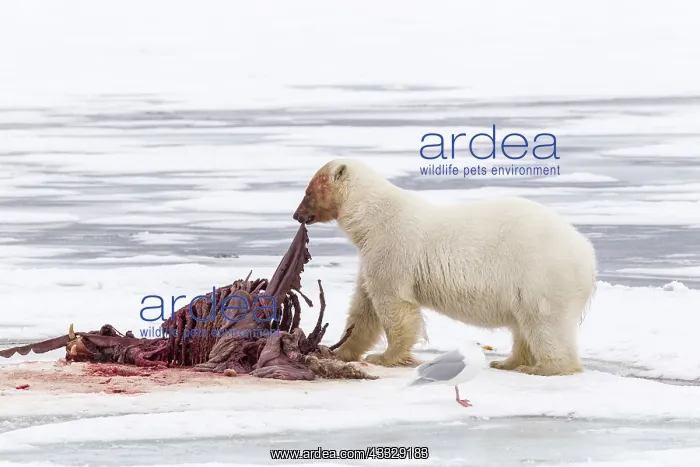 : Polar bear (Ursus maritimus) eating a walrus (Odobenus : Polar bear (Ursus maritimus) eating a walrus (Odobenus