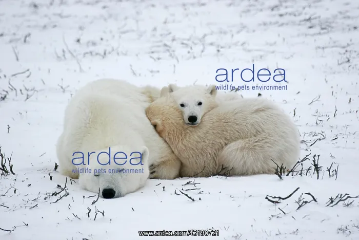 : Polar Bear (Ursus maritimus) family huddling together : Polar Bear (Ursus maritimus) family huddling together