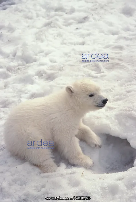 : Polar Bear (Ursus maritimus), four-month-old cub : Polar Bear (Ursus maritimus), four-month-old cub