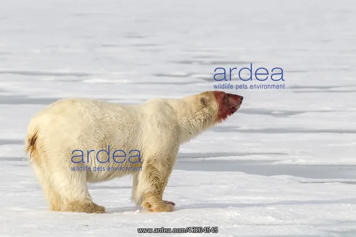 : Polar bear (Ursus maritimus) on ice with bloody : Polar bear (Ursus maritimus) on ice with bloody