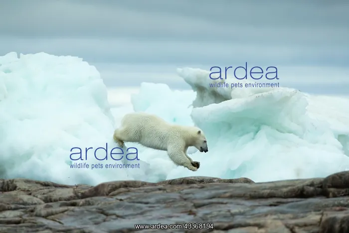 : Polar Bear (Ursus maritimus) leaping between melting : Polar Bear (Ursus maritimus) leaping between melting