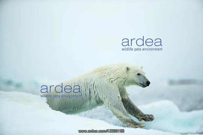 : Polar Bear (Ursus maritimus) leaping between melting : Polar Bear (Ursus maritimus) leaping between melting