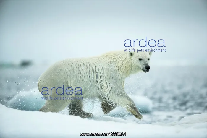 : Polar Bear (Ursus maritimus) leaping between melting : Polar Bear (Ursus maritimus) leaping between melting
