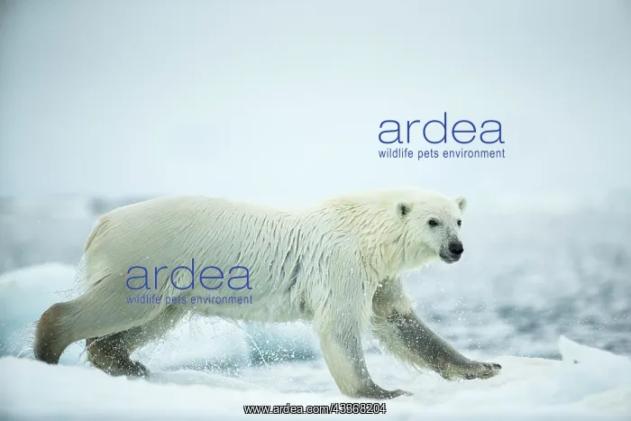 : Polar Bear (Ursus maritimus) leaping between melting : Polar Bear (Ursus maritimus) leaping between melting