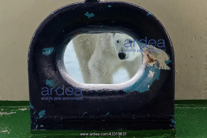 : Polar bear (Ursus maritimus) looking through an : Polar bear (Ursus maritimus) looking through an