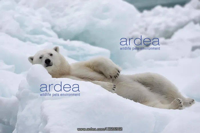 : Polar bear (Ursus maritimus) lying alert on a block : Polar bear (Ursus maritimus) lying alert on a block