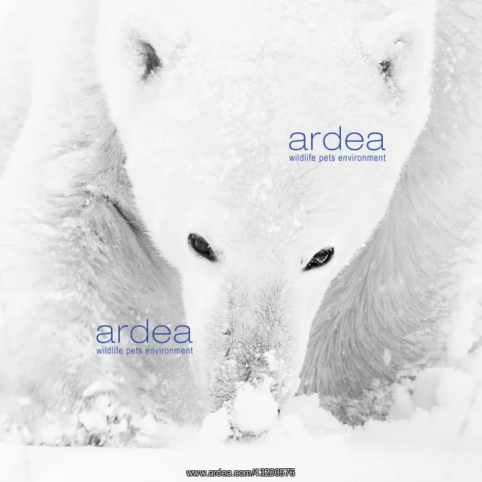  : Polar bear (Ursus maritimus), male smells the snow