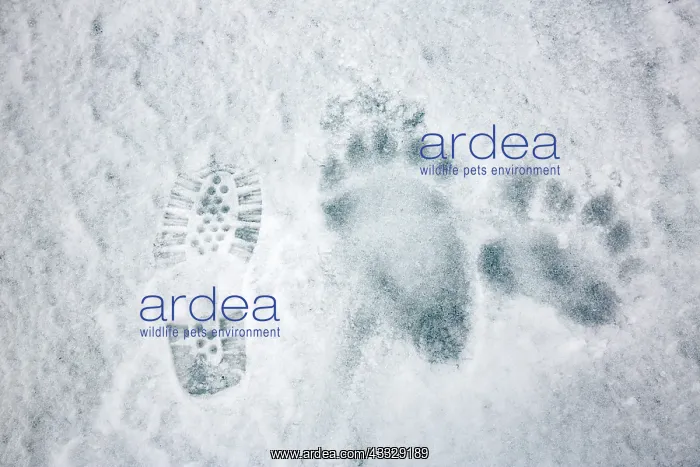: Polar bear (Ursus maritimus) marks, compare to shoes : Polar bear (Ursus maritimus) marks, compare to shoes