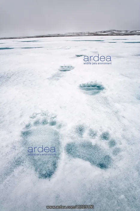 : Polar bear (Ursus maritimus) marks, Spitsbergen : Polar bear (Ursus maritimus) marks, Spitsbergen