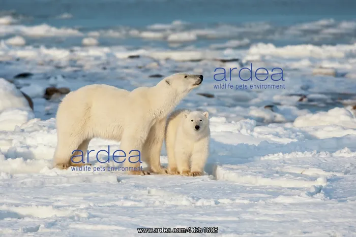 : Polar Bear (Ursus maritimus) mother and : Polar Bear (Ursus maritimus) mother and
