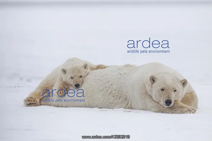 : Polar bear (Ursus maritimus), mother and young lying : Polar bear (Ursus maritimus), mother and young lying