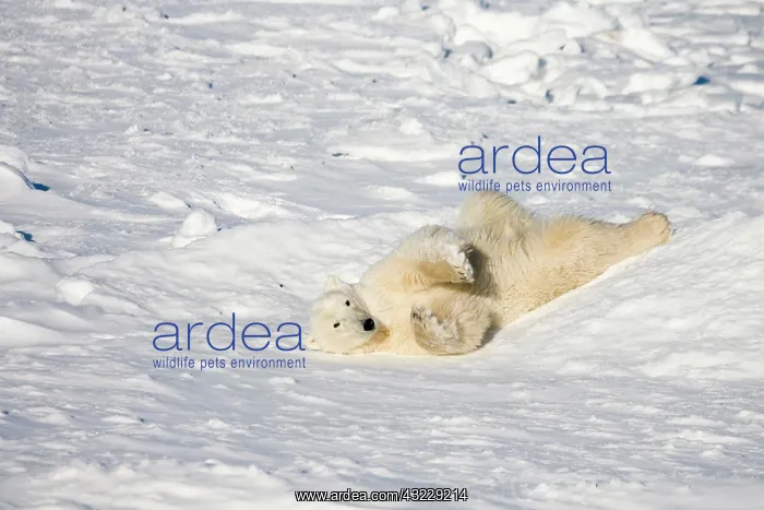 : Polar Bear (Ursus maritimus) near Hudson : Polar Bear (Ursus maritimus) near Hudson