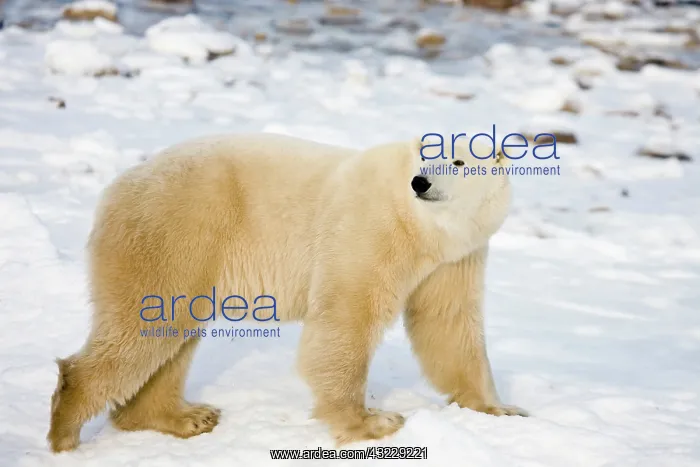 : Polar Bear (Ursus maritimus) near Hudson : Polar Bear (Ursus maritimus) near Hudson