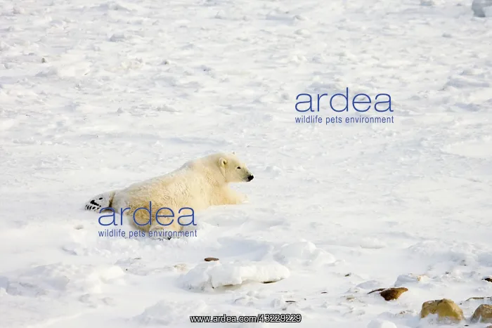 : Polar Bear (Ursus maritimus) near Hudson : Polar Bear (Ursus maritimus) near Hudson