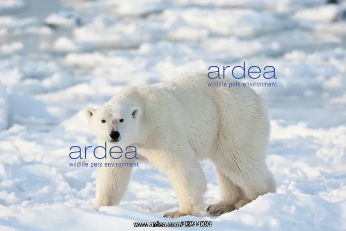 : Polar Bear (Ursus maritimus) near Hudson : Polar Bear (Ursus maritimus) near Hudson