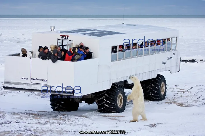 : Polar bear (Ursus maritimus) near Tundra : Polar bear (Ursus maritimus) near Tundra