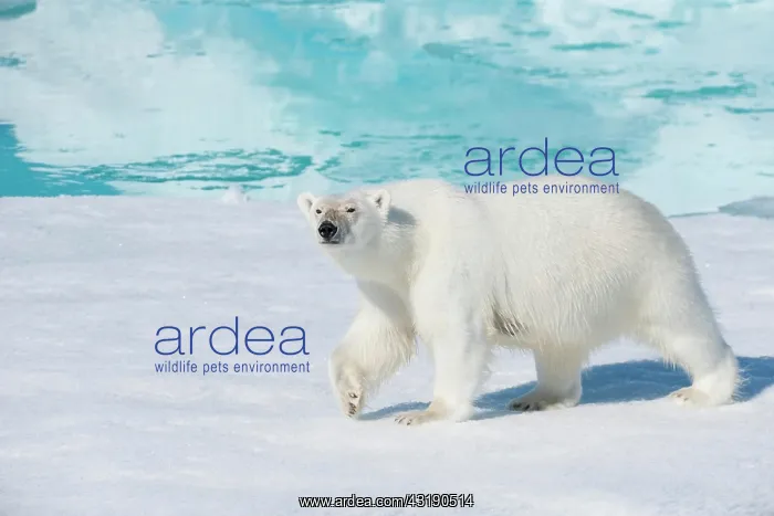 : Polar bear (Ursus maritimus), North East Greenland : Polar bear (Ursus maritimus), North East Greenland