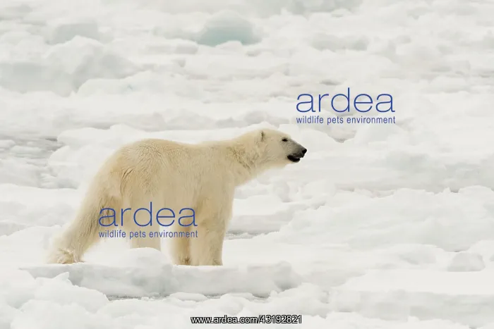 : Polar bear (Ursus maritimus), Polar Ice Cap, 81north : Polar bear (Ursus maritimus), Polar Ice Cap, 81north