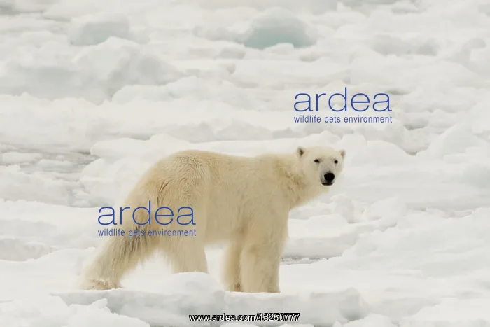 : Polar bear (Ursus maritimus), Polar Ice Cap, north : Polar bear (Ursus maritimus), Polar Ice Cap, north