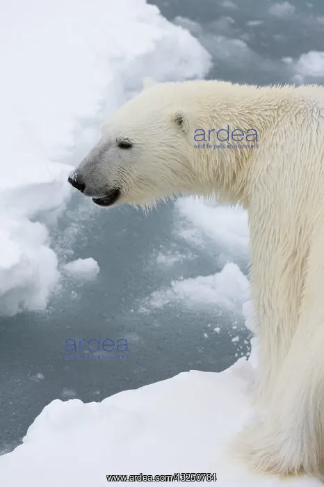 : Polar bear (Ursus maritimus), Polar Ice Cap, north : Polar bear (Ursus maritimus), Polar Ice Cap, north