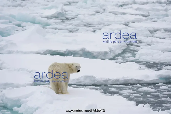 : Polar bear (Ursus maritimus), Polar Ice Cap, north : Polar bear (Ursus maritimus), Polar Ice Cap, north
