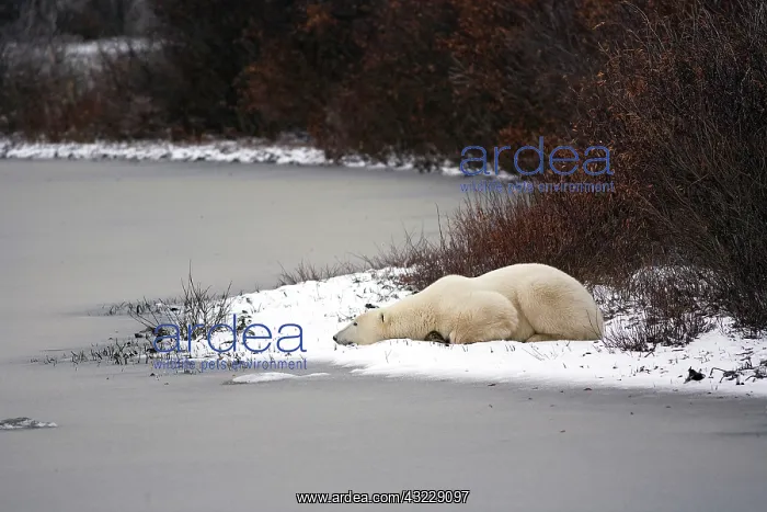 : Polar Bear (Ursus maritimus) resting in : Polar Bear (Ursus maritimus) resting in