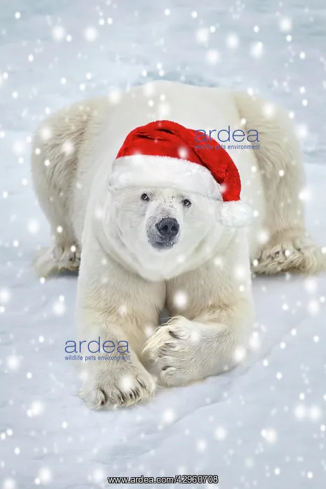 : Polar bear (Ursus maritimus) resting on pack ice wearing a r : Polar bear (Ursus maritimus) resting on pack ice wearing a r