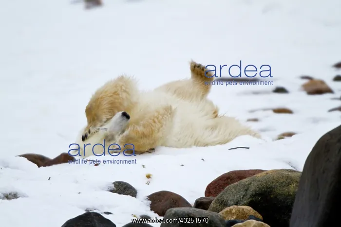 : Polar bear (Ursus maritimus) rolling in : Polar bear (Ursus maritimus) rolling in