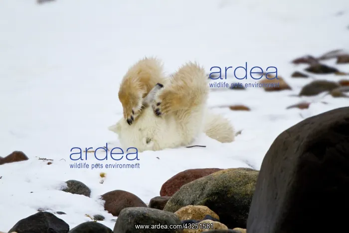 : Polar bear (Ursus maritimus) rolling in : Polar bear (Ursus maritimus) rolling in