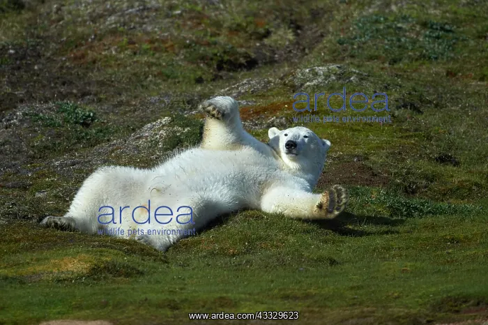: Polar bear (Ursus maritimus) rolling around on grass : Polar bear (Ursus maritimus) rolling around on grass
