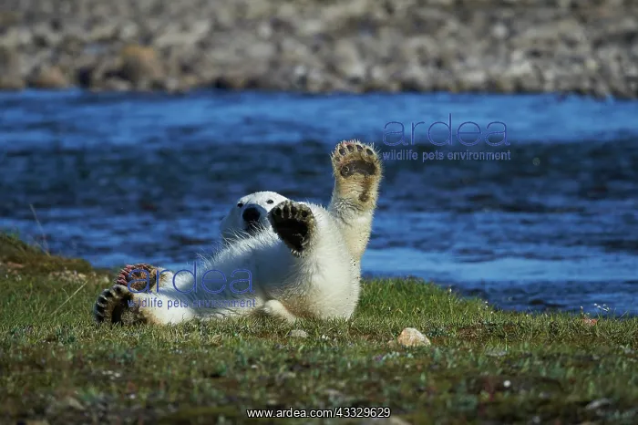: Polar bear (Ursus maritimus) rolling around on riverbank : Polar bear (Ursus maritimus) rolling around on riverbank