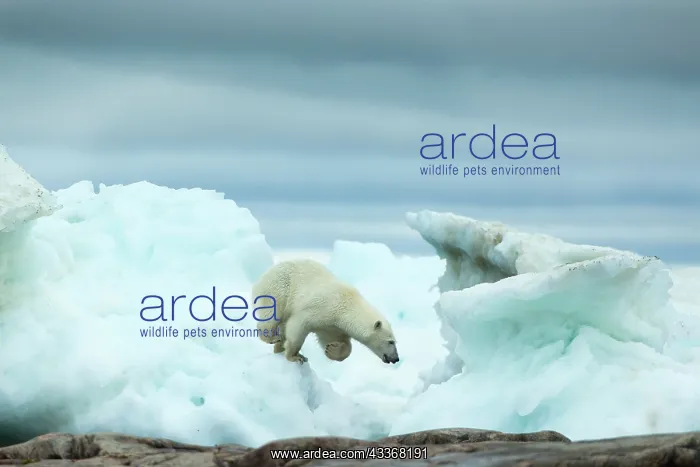 : Polar Bear (Ursus maritimus) running amid melting : Polar Bear (Ursus maritimus) running amid melting