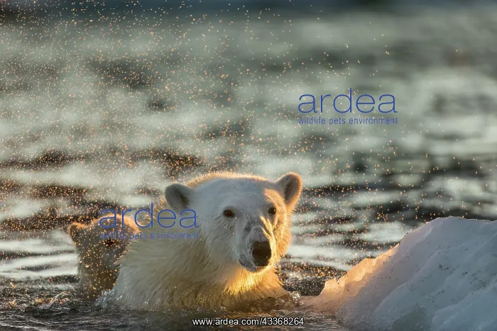 : Polar Bear (Ursus maritimus) shakes off water from : Polar Bear (Ursus maritimus) shakes off water from