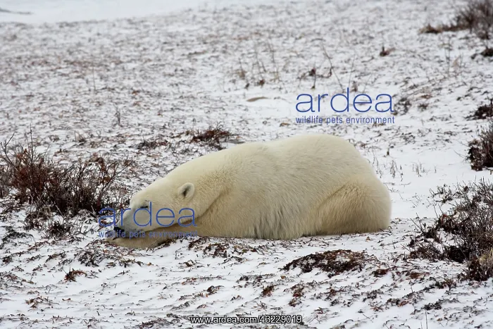 : Polar Bear (Ursus maritimus) sleeping in : Polar Bear (Ursus maritimus) sleeping in