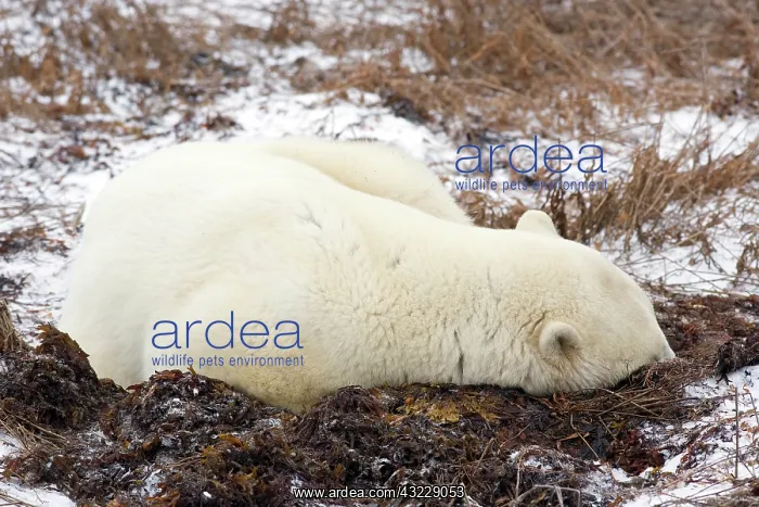 : Polar Bear (Ursus maritimus) sleeping in : Polar Bear (Ursus maritimus) sleeping in