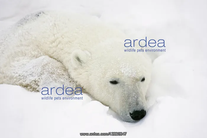 : Polar Bear (Ursus maritimus) sleeping Churchill : Polar Bear (Ursus maritimus) sleeping Churchill