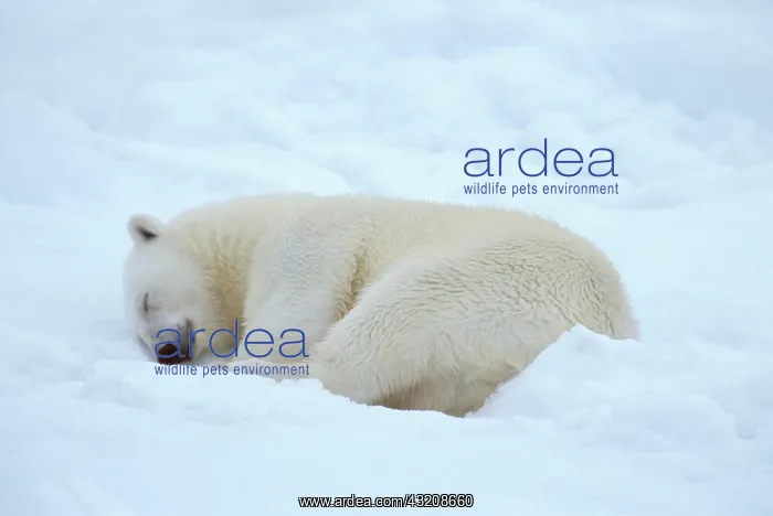 : Polar Bear (Ursus maritimus) sleeping, Spitzbergen : Polar Bear (Ursus maritimus) sleeping, Spitzbergen