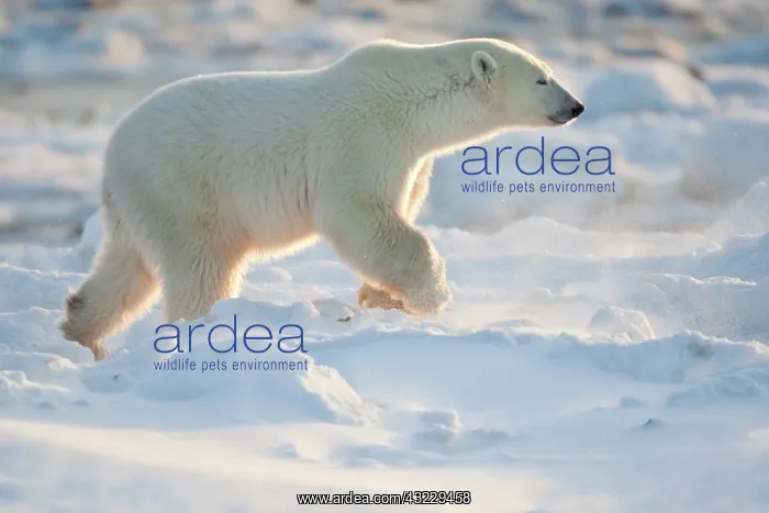 : Polar Bear (Ursus maritimus) in snow, Churchill : Polar Bear (Ursus maritimus) in snow, Churchill