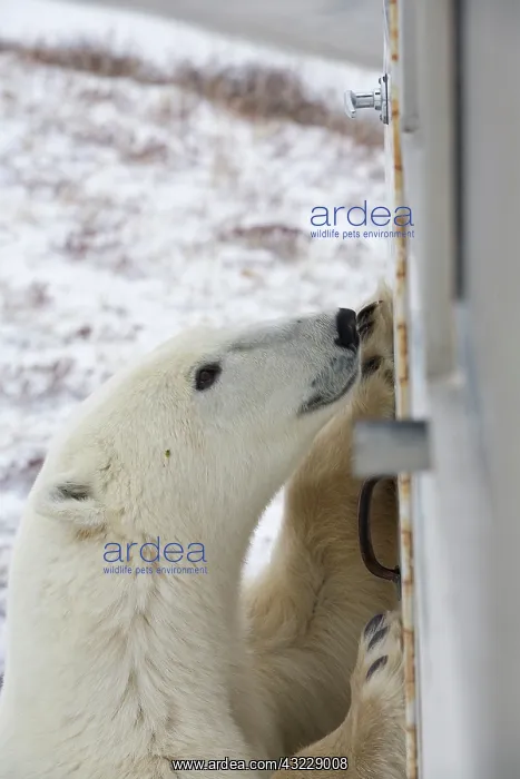 : Polar Bear (Ursus maritimus) standinf next : Polar Bear (Ursus maritimus) standinf next
