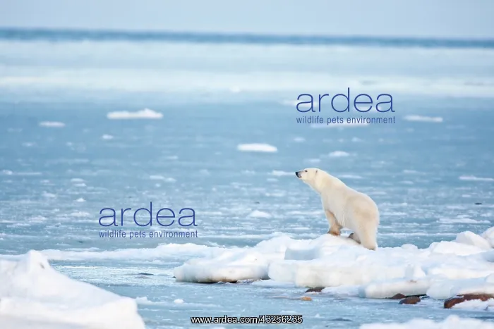 : Polar Bear (Ursus maritimus) standing along : Polar Bear (Ursus maritimus) standing along