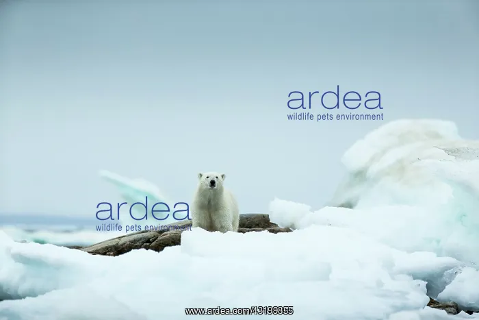 : Polar Bear (Ursus maritimus) standing amid melting : Polar Bear (Ursus maritimus) standing amid melting